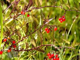   Solanum dulcamara  fruit; photo © Werner Wallner, Victoria Adventure 