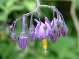   Solanum dulcamara  flower; photo © Werner Wallner, Victoria Adventure 