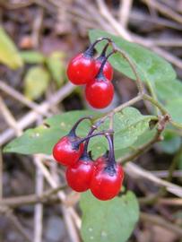   Solanum dulcamara  fruit; photo © Werner Wallner, Victoria Adventure 