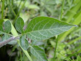   Solanum dulcamara  leaf; photo © Werner Wallner, Victoria Adventure 