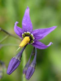   Solanum dulcamara  flower; photo © Werner Wallner, Victoria Adventure 