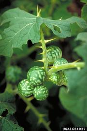  Solanum tampicense  fruit; photo: James Rollins, invasive.org