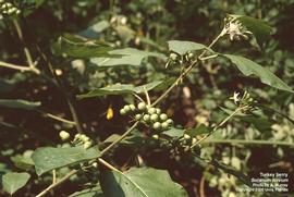   Solanum torvum ; photo: Ann Murray, UF/IFAS Center for Aquatic and Invasive Plants 