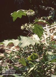   Solanum torvum ; photo: Ann Murray, UF/IFAS Center for Aquatic and Invasive Plants 