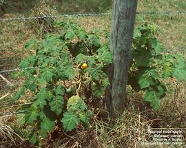   Solanum viarum ; photo: Ann Murray, UF/IFAS Center for Aquatic and Invasive Plants 