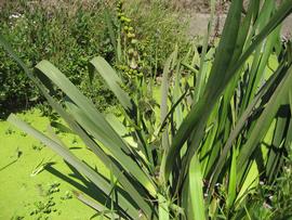   Sparganium erectum  ssp.  stoloniferum , emersed; photo: S.L. Winterton 