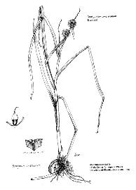   Sparganium erectum;  drawing © University of Florida/IFAS Center for Aquatic and Invasive Plants, used with permission 