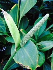   Spathiphyllum cannifolium  spadix and spathe; photo: S.L. Winterton 