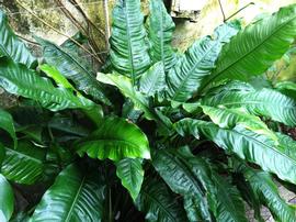   Spathiphyllum cochlearispathum , emersed; photo: S.L. Winterton 