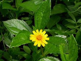   Sphagneticola trilobata  leaves and flower head; photo: S.L. Winterton 