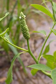   Sphenoclea zeylanica  flower spike; photo © Layla Dishman 