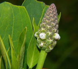   Sphenoclea zeylanica  flower spike; photo © Steve and Alison Pearson, Airlie Beach, Australia 