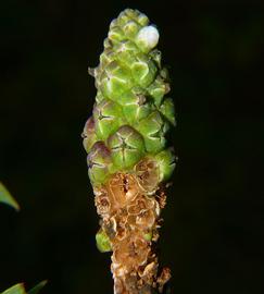   Sphenoclea zeylanica  fruit (at base); photo © Steve and Alison Pearson, Airlie Beach, Australia 