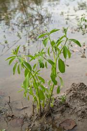   Sphenoclea zeylanica ; photo © Layla Dishman 