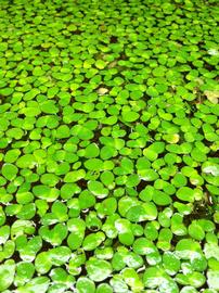   Spirodela polyrrhiza , floating; photo: S.L. Winterton 