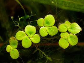   Spirodela polyrrhiza  leaves; photo: S.L. Winterton 