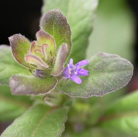   Staurogyne  sp. 'Bihar' flower; photo: S.L. Winterton 