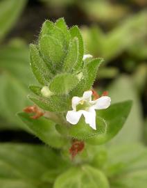   Staurogyne  sp., inflorescence; photo: S.L. Winterton 