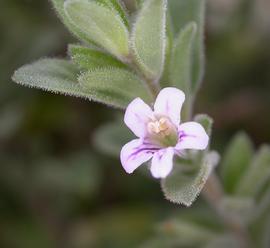   Staurogyne leptocaulis  flower; photo: S.L. Winterton 