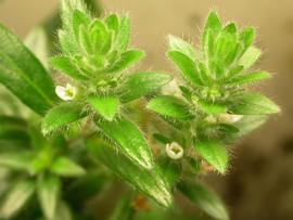   Staurogyne  sp. 'Porto Velho' inflorescence; photo: S.L. Winterton 