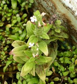   Staurogyne repens , emersed; photo: S.L. Winterton 