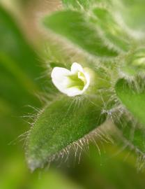   Staurogyne  sp. 'Porto Velho' flower; photo: S.L. Winterton 