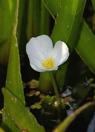   Stratiotes aloides  flower; photos © Christian Fischer 