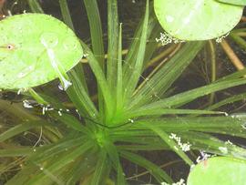   Stratiotes aloides , submersed; photos © M. Storey 