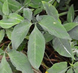   Syngonium podophyllum  leaves; photo: S.L. Winterton 