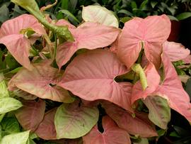   Syngonium podophyllum  leaves; photo: S.L. Winterton 