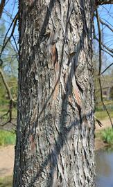   Taxodium distichum  bark; photo: S.L. Winterton 