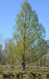   Taxodium distichum ; photo: S.L. Winterton 