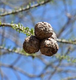   Taxodium distichum  immature cones; photo: S.L. Winterton 