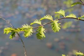   Taxodium distichum  leaves; photo: S.L. Winterton 