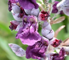   Thalia dealbata  flower; photo: S.L. Winterton 