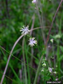   Thalictrum cooleyi  flowers; photo © James Henderson, Golden Delight Honey, Bugwood.org 