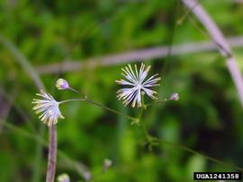   Thalictrum cooleyi  flowers; photo © James Henderson, Golden Delight Honey, Bugwood.org 