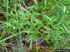   Thalictrum cooleyi  leaves; photo © James Henderson, Golden Delight Honey, Bugwood.org 