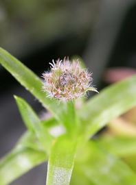   Tonina fluviatilis  flower head; photo: S.L. Winterton 