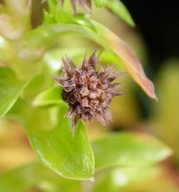  Tonina fluviatilis  fruit; photo: S.L. Winterton