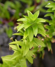   Tonina fluviatilis , emersed; photo: S.L. Winterton 