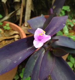   Tradescantia pallida  flower; photo: S.L. Winterton 