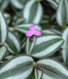   Tradescantia zebrina  flower; photo: S.L. Winterton 