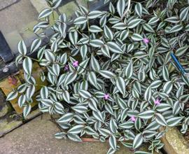   Tradescantia zebrina ; photo: S.L. Winterton 