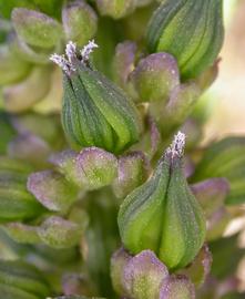   Triglochin  sp. flower buds; photo: S.L. Winterton 