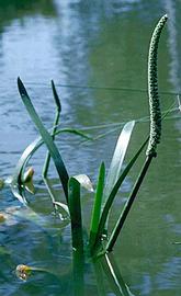   Triglochin procerum  ( T. multifructum ), emersed, Australia; photo © R. Hotchkiss, Australian National Botanical Garden 