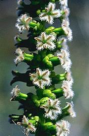   Triglochin procerum,  inflorescence. Photo: © S. Jacobs 