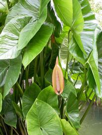   Urospatha sagittifolia  spadix and spathe; photo: S.L. Winterton 