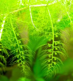   Utricularia australis  bladders, submersed; photo: S.L. Winterton 