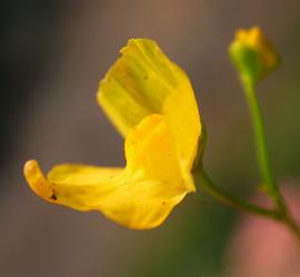   Utricularia gibba  ssp.  exoleta  flower; photo: S.L. Winterton 